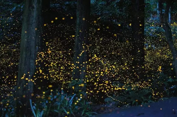 gatlinburg synchronized fireflies