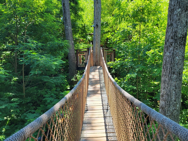 anakeesta treetop skywalk